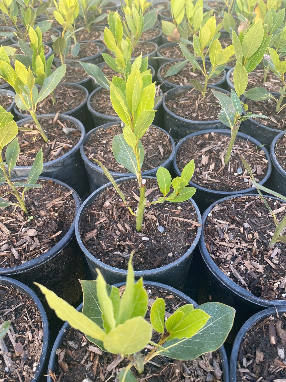 Bay Leaf Plant, Sweet Bay or Laurel