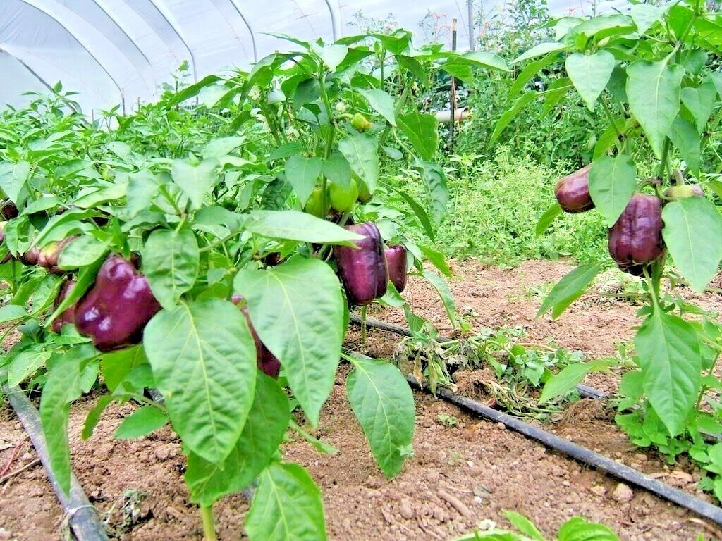 101+PURPLE Beauty Sweet BELL PEPPER Seed Organic Vegetable Garden Container Easy