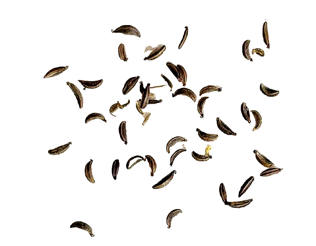 Skirret (Sium sisarum) Perennial Root Vegetable – 25+ Seeds (2024 crop)