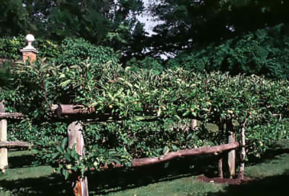 Red Delicious Apple, Malus pumila