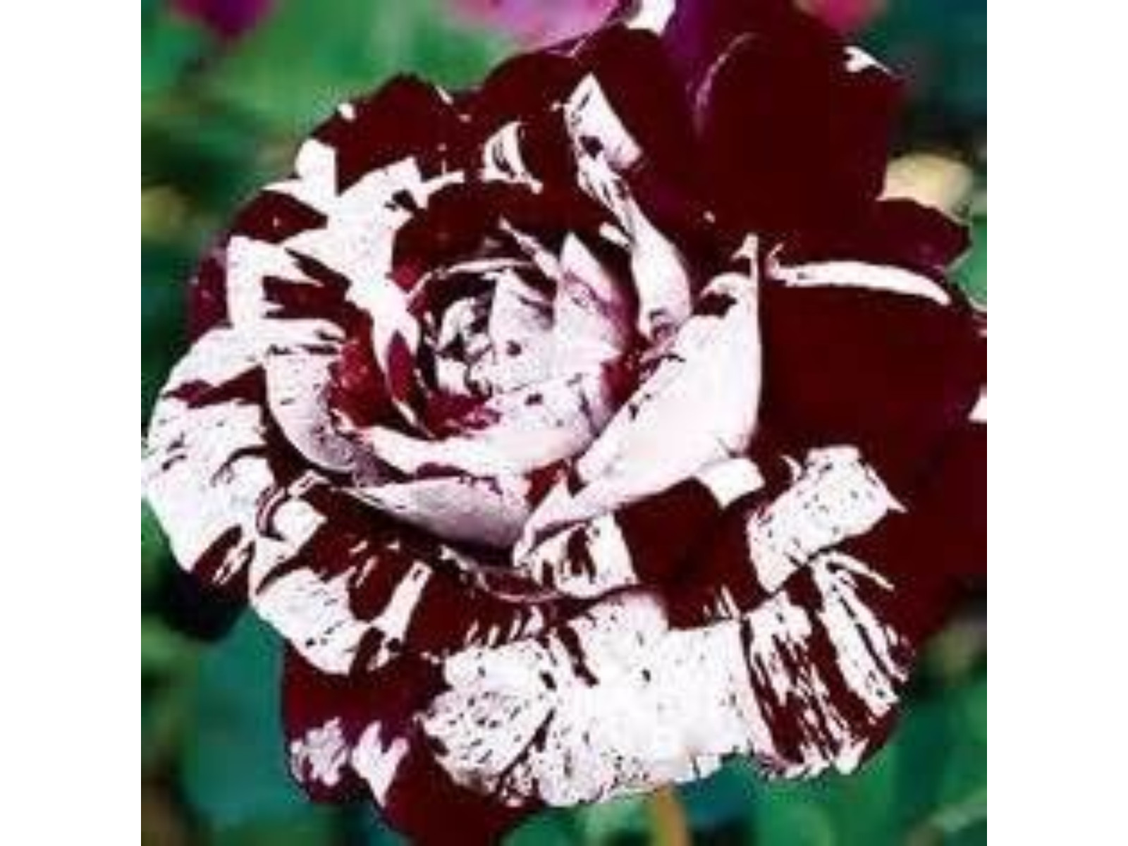 30+ Seeds| Mix Perennial Rose Seeds- Asian #1060