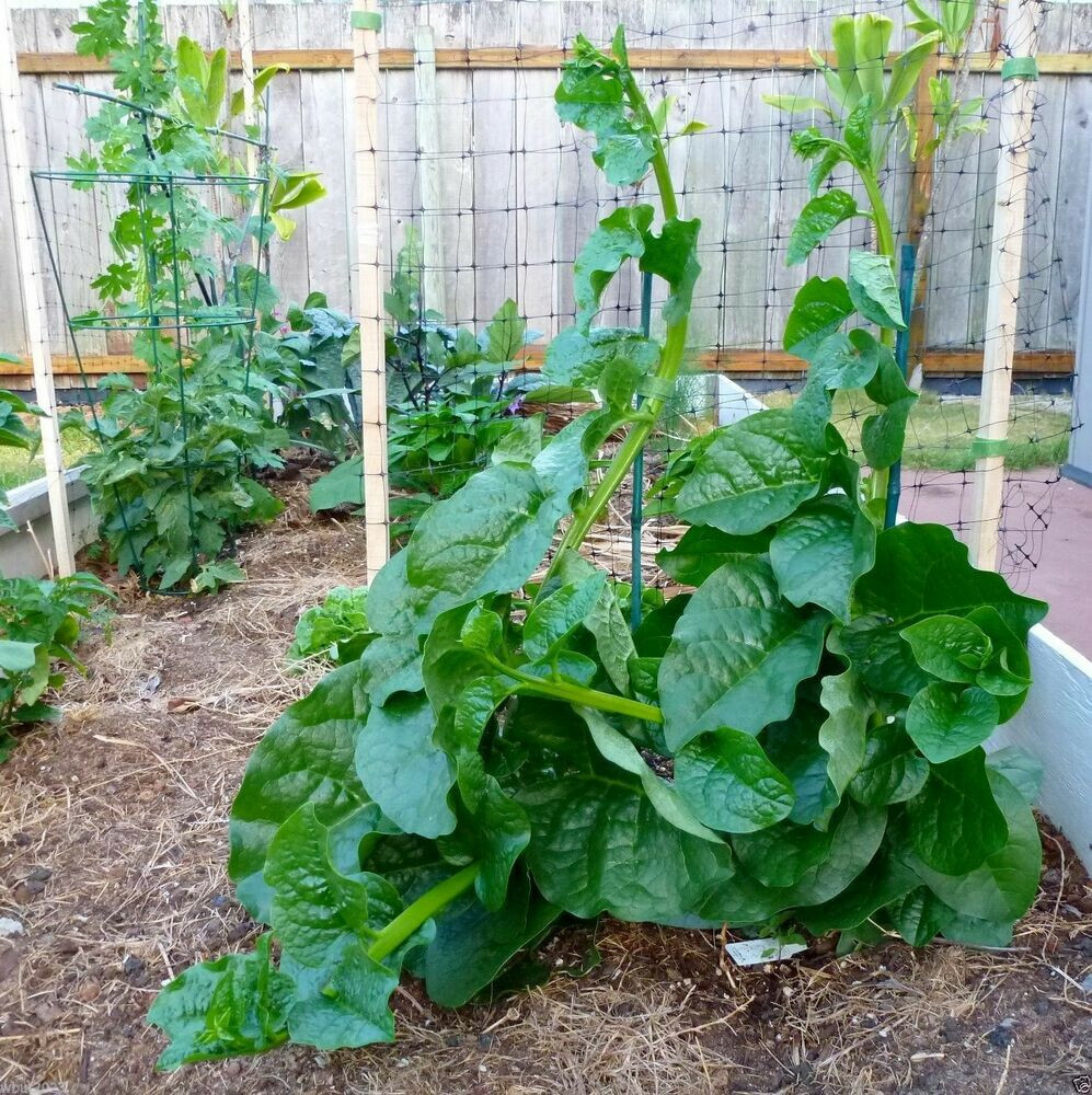 Organic Green Malabar Spinach Seeds Alugbati Mồng Tơi US Seller