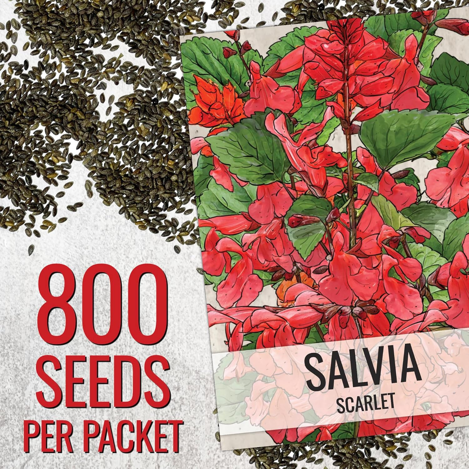 , Scarlet Red Sage Seeds – 800 Heirloom Seeds for Planting Salvia Coccinea – Per