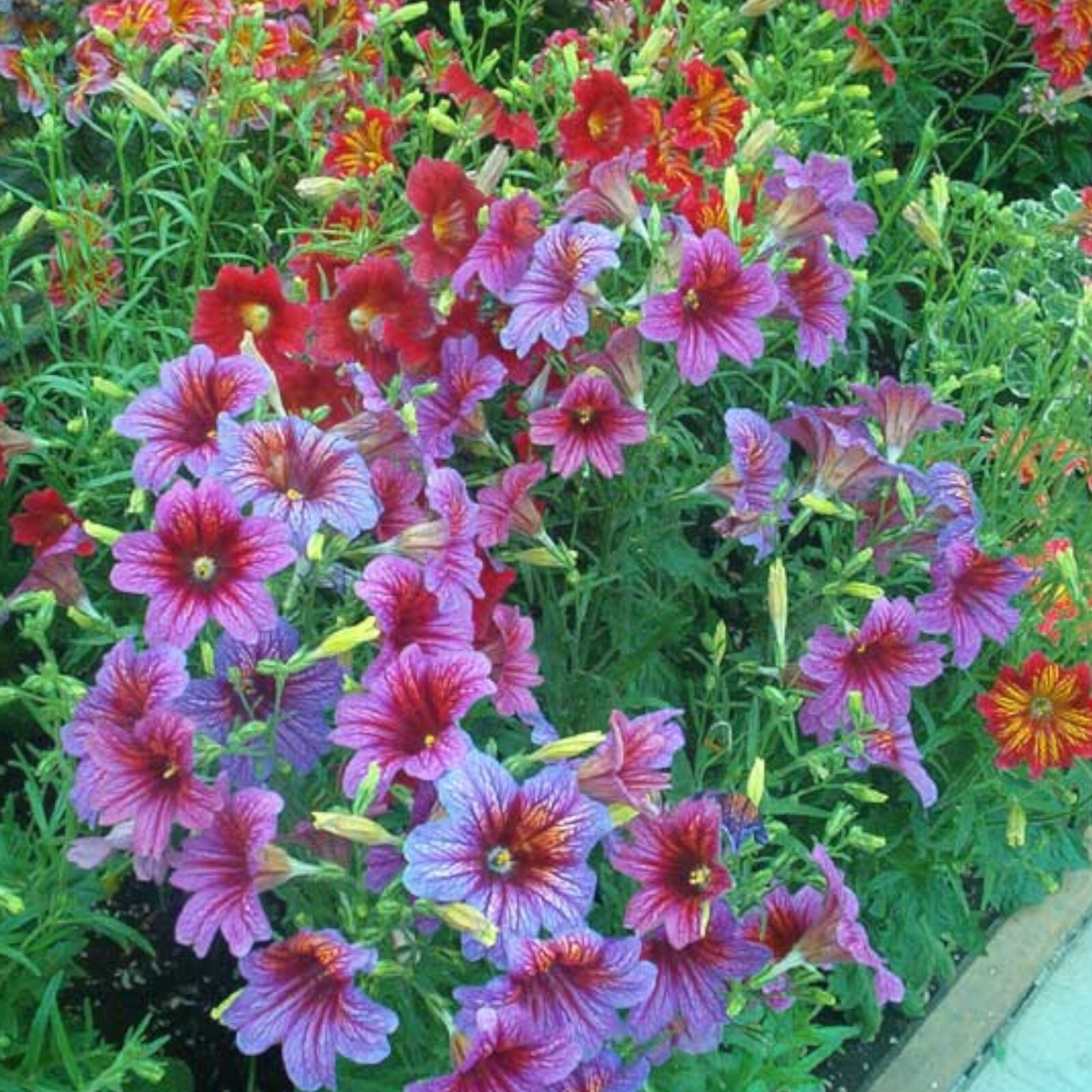 Chilean Morning Glory Seeds – 100pcs Mixed Color Blooms for Stunning Garden