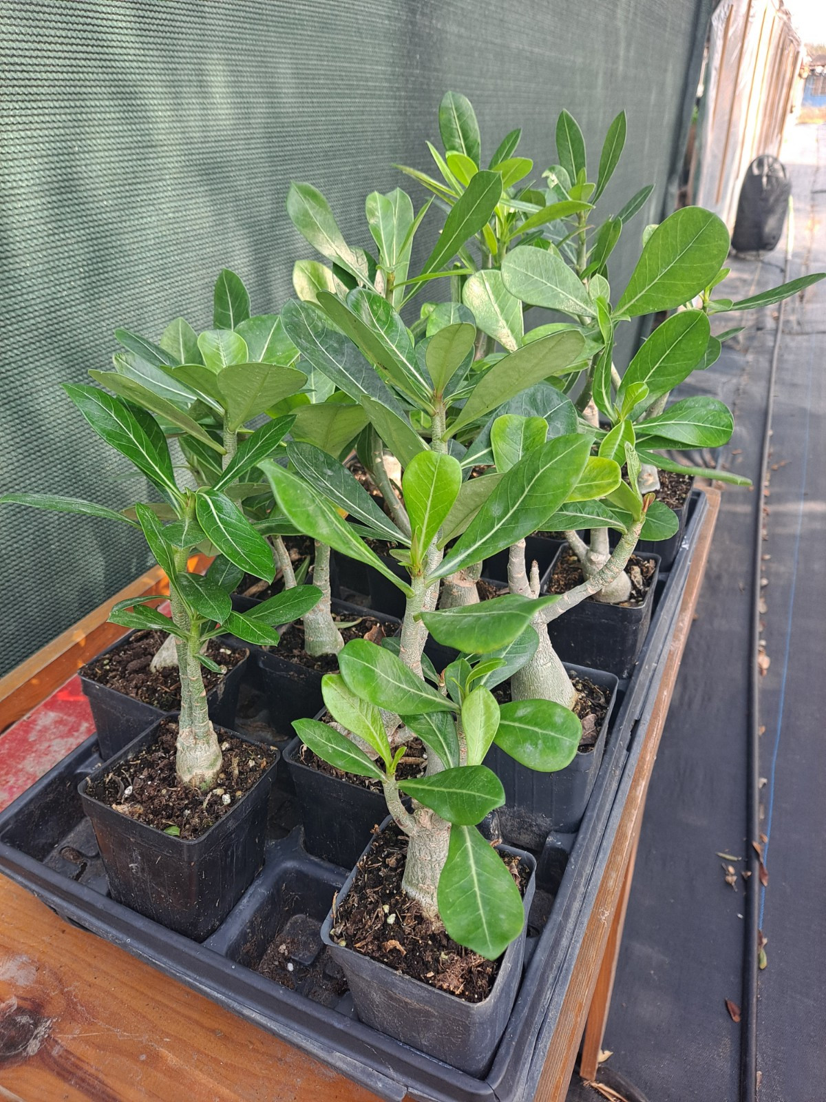 5 Adenium Obesum desert rose seedlings Rosa Del Desierto US SELLER