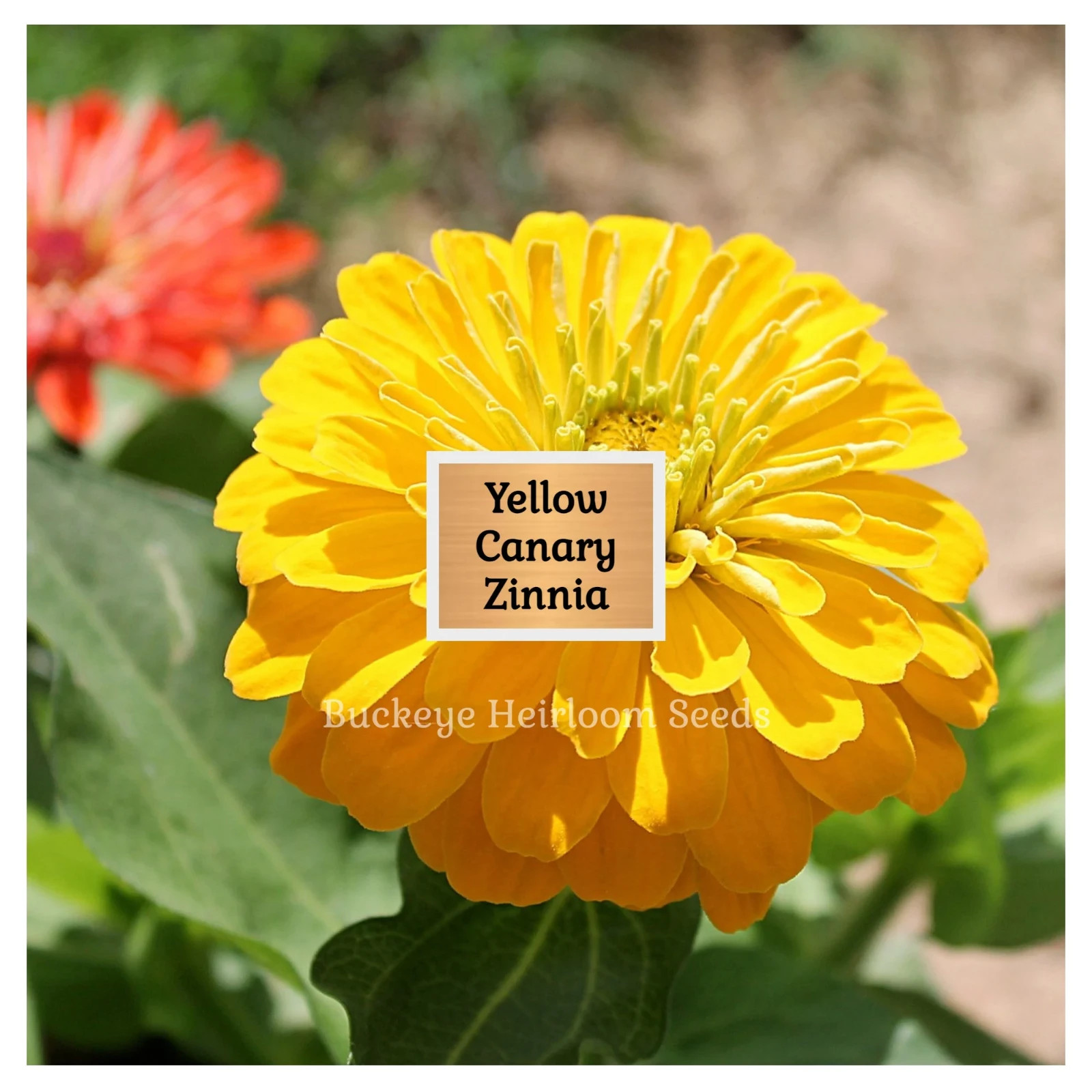Zinnia | Canary Bird | 100 Seeds | Easy to Grow | Non GMO (Zinnia elegans)