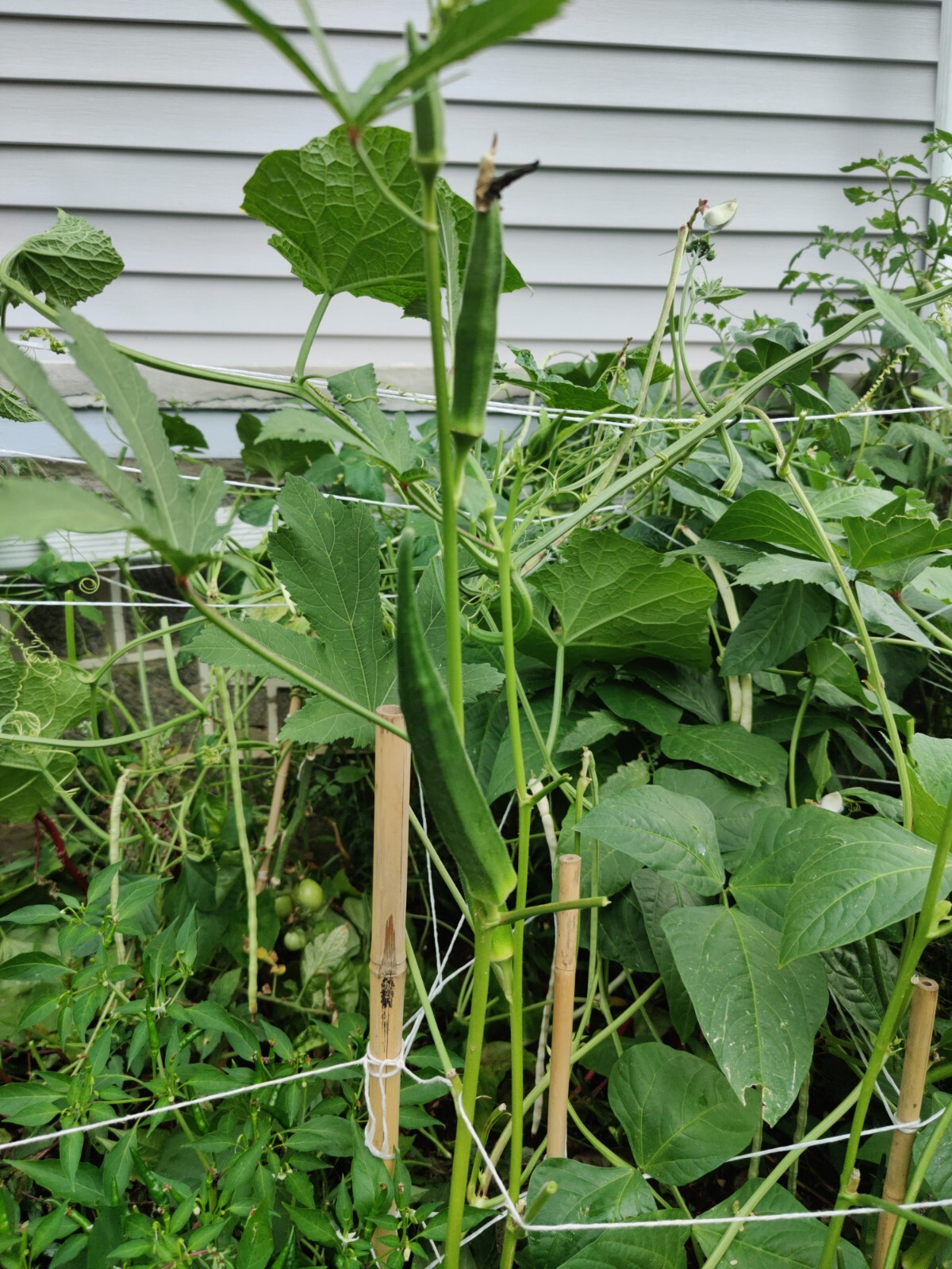 40+ Cow horn Okra Seeds, NON-GMO, Gumbo, Gombo, Bendi #okraseeds