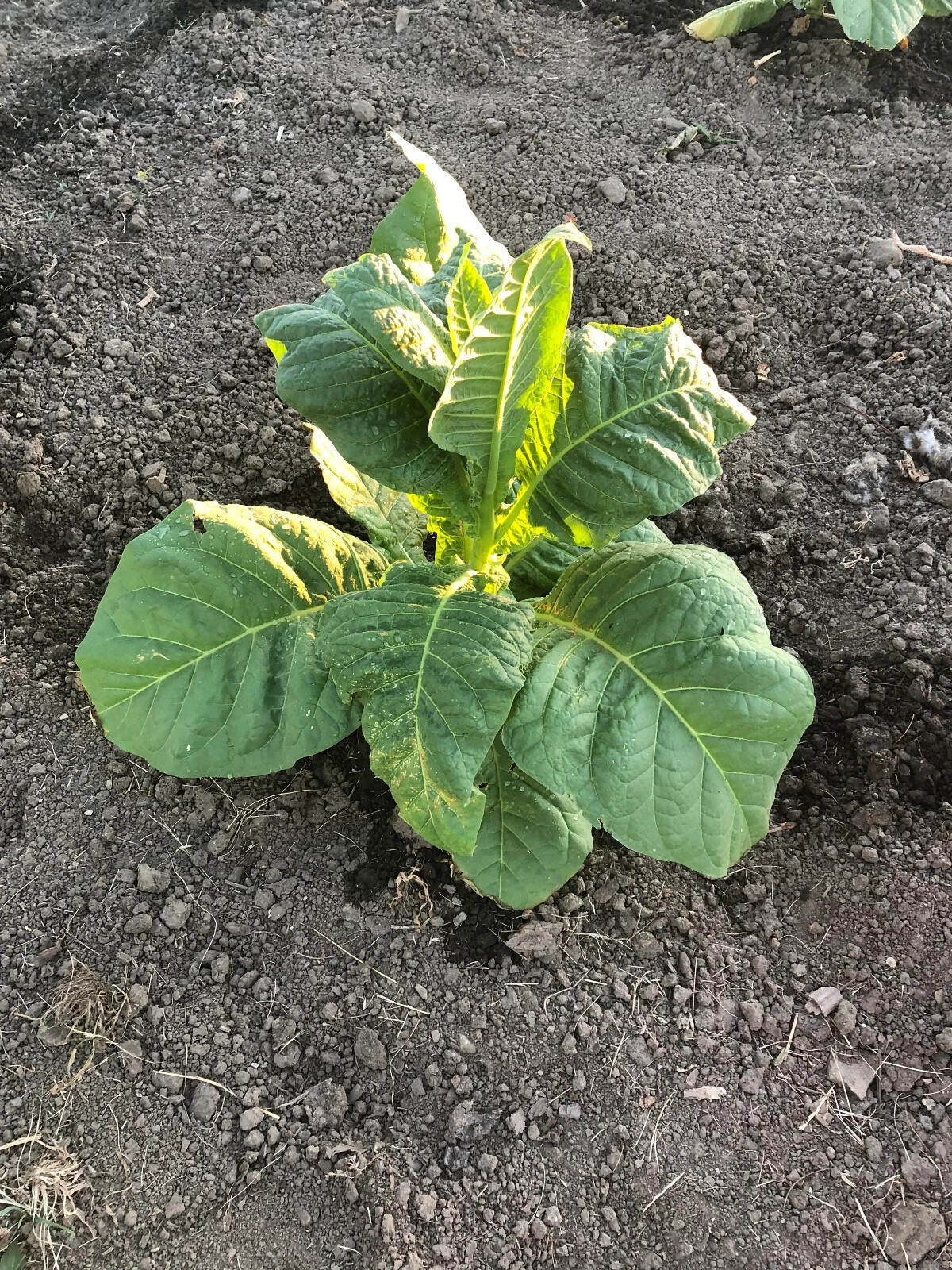 Dixie Bright Tobacco Seeds ~100 Non-GMO Free Ship No Track ~2 Weeks Arrival Read