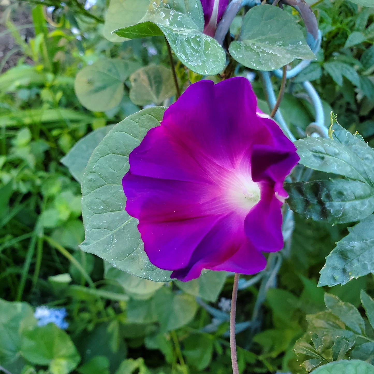 Morning Glory Granpa Ott Vine Seeds Free Shipping!