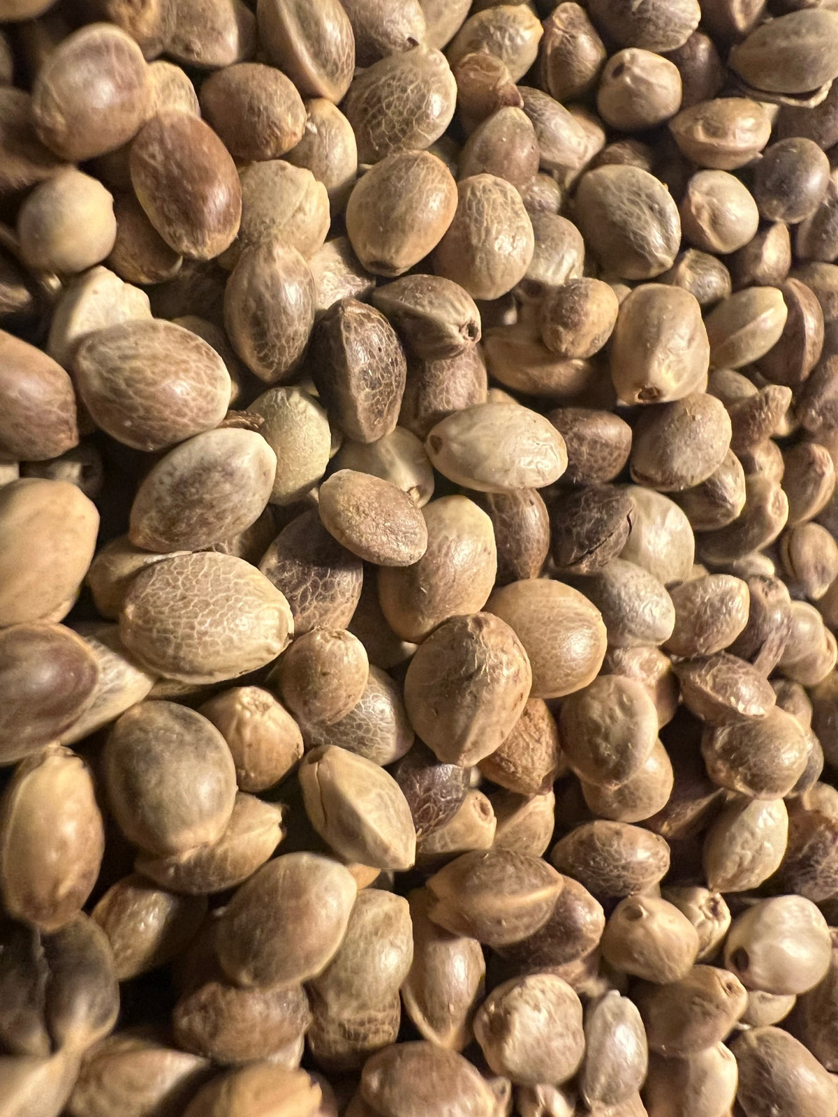 Ripkitty Premium Toasted Whole Hemp Seeds Nuts Organic Free Shipping