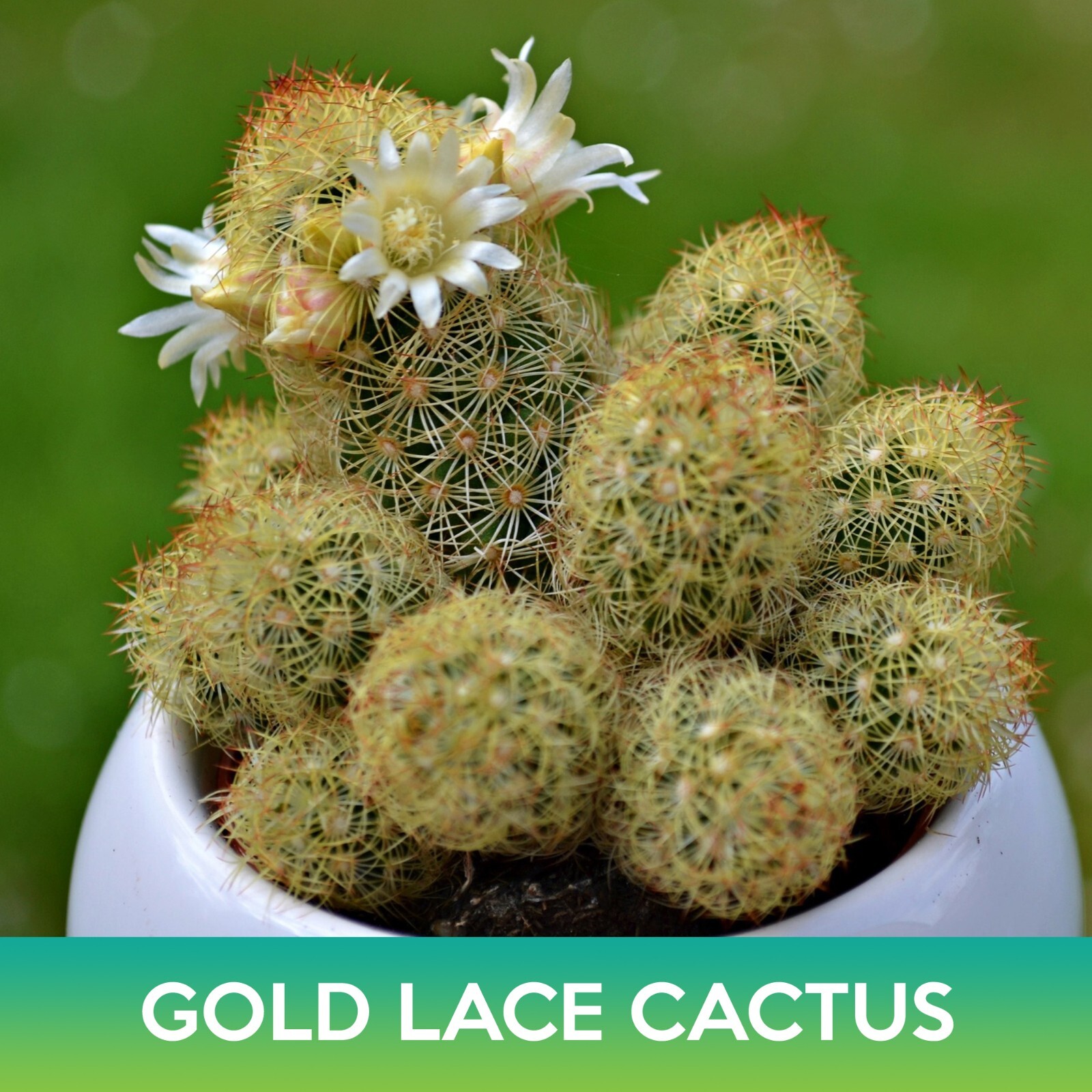 Gold Lace Cactus Seeds, Ladyfinger Cactus, Mammillaria elongata