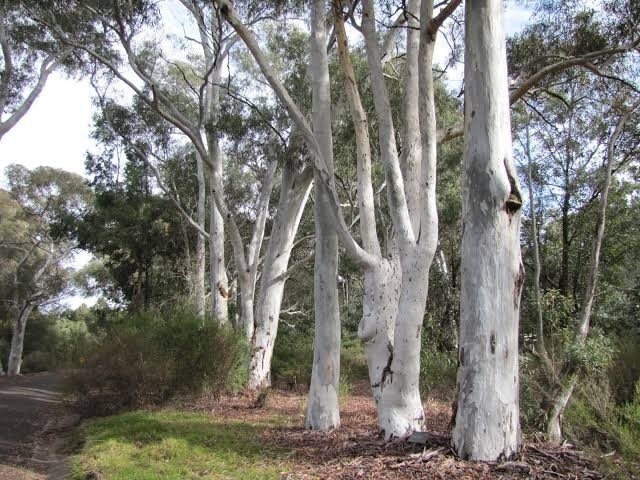 50 Red Spotted Eucalyptus Seeds Tree Flower Perennial Flowers Seed 1346