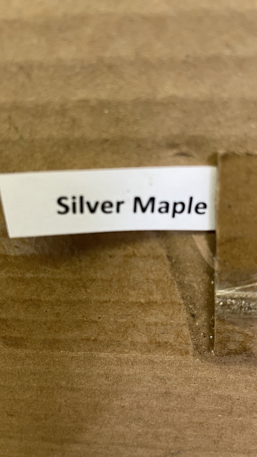 Silver Maple Acer saccharinum (dasycarpum) 1-2 years old