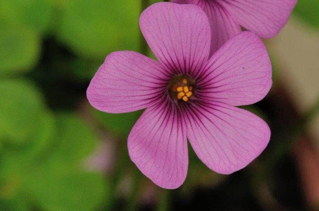 Oxalis “Articulata ssp Rubra” Shamrock/Wood Sorrel Bulb or Plant (You Choose)