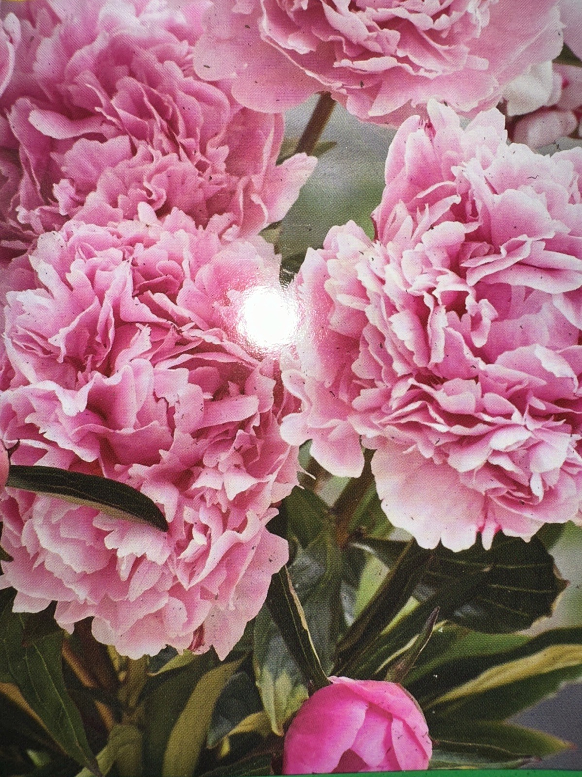 Peony Iconic Sarah Bernhardt Double Pink Live Flower Plant Bulb Bare Root Bush