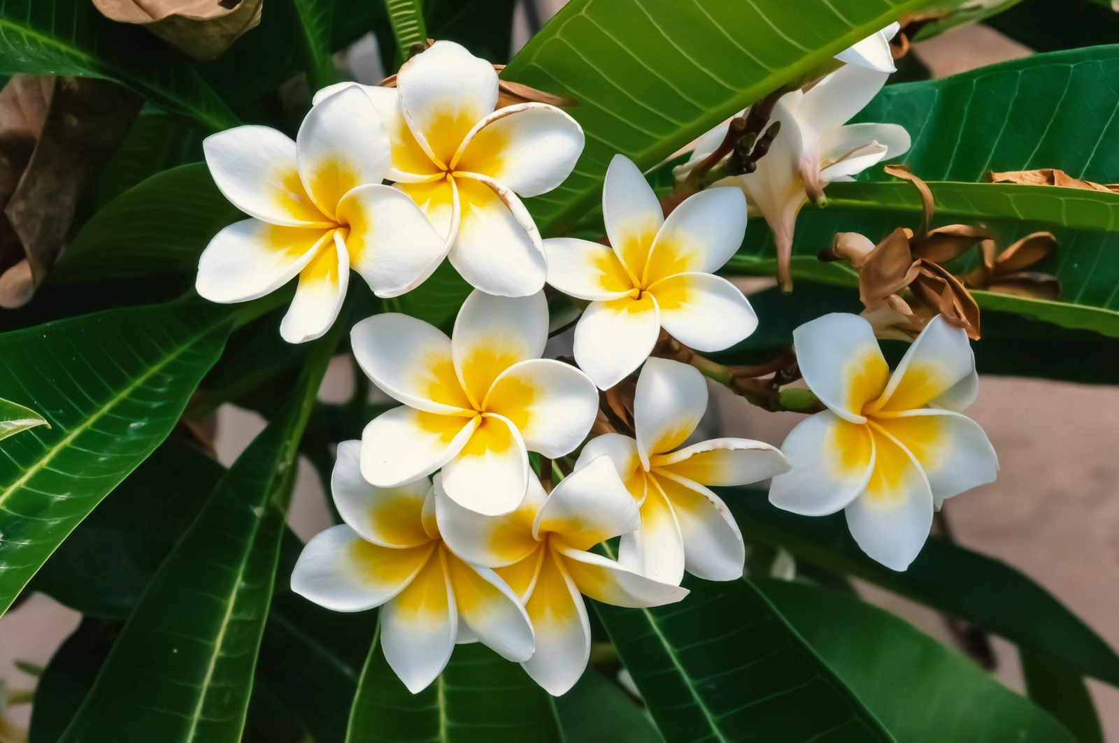 10 MIXED COLORS PLUMERIA Seeds – Lei Flower Frangipani Mix Pink Red Yellow White