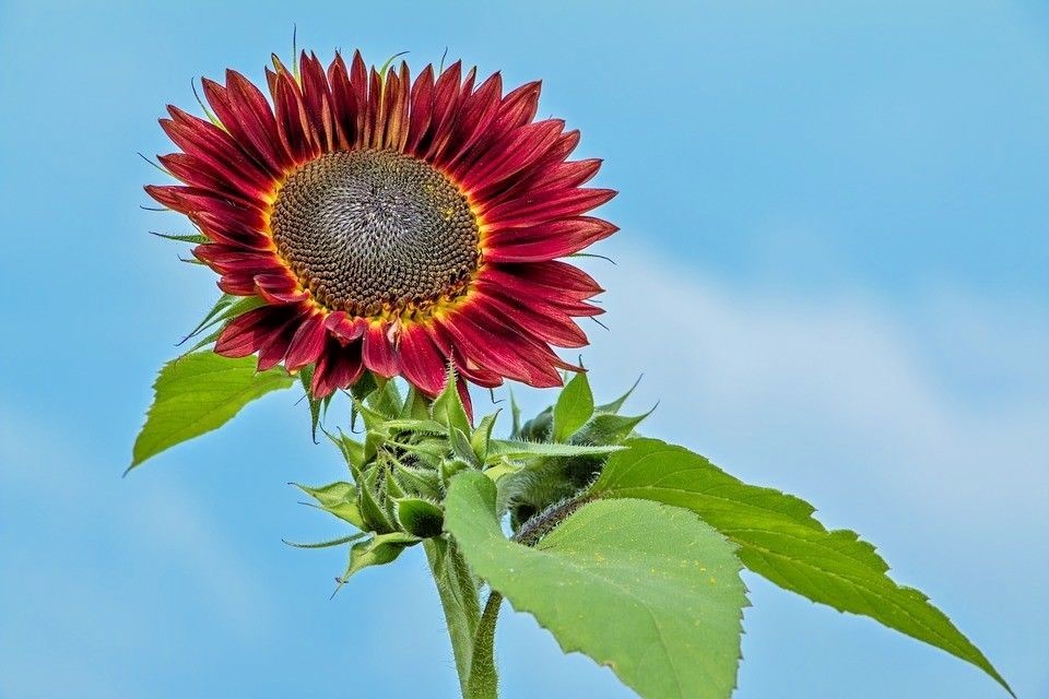 51+RED SUN SUNFLOWER Seeds Branching Cut Flowers Summer Garden Native Plant Easy