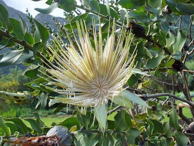 Protea aurea ssp. potbergensis | Potberg Sugarbush | 5 Seeds