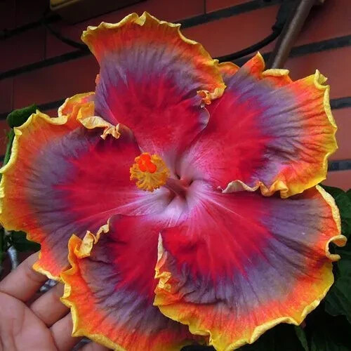 20 White Pink Red Hibiscus Seeds Flower Seed Flowers Perennial USA