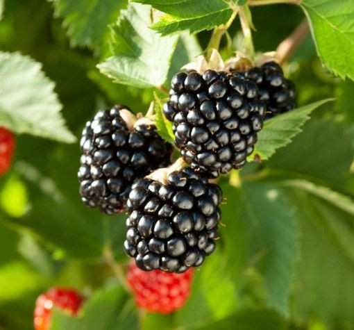 Thornless Blackberry Seeds 15 Triple Crown+15 Chester+15 Natchez