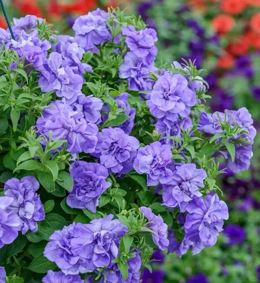 Double Petal Trumpet Flower Seeds, 299 Pieces, Climbing Vine for Summer-Fall Blo
