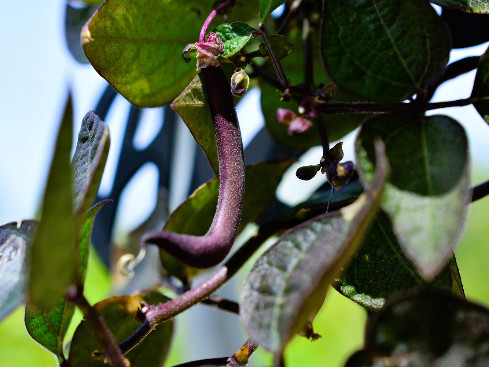 40 Royal PURPLE POD BEAN Phaseolus Vulgaris Vegetable Seeds