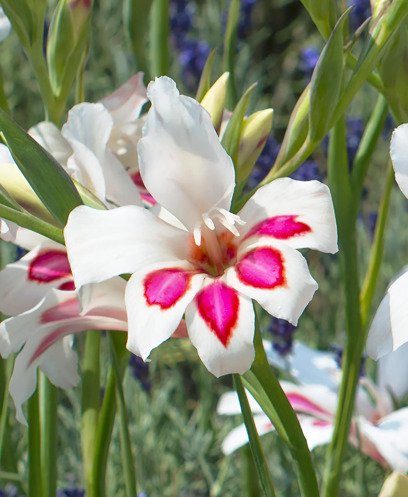 Prins Claus Hardy Gladiolus – 5 bulbs