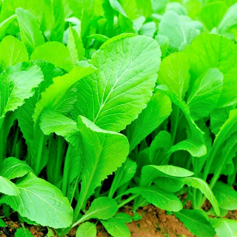 601+TENDERGREEN MUSTARD Seeds Organic Spring Fall Garden Container Greens Easy