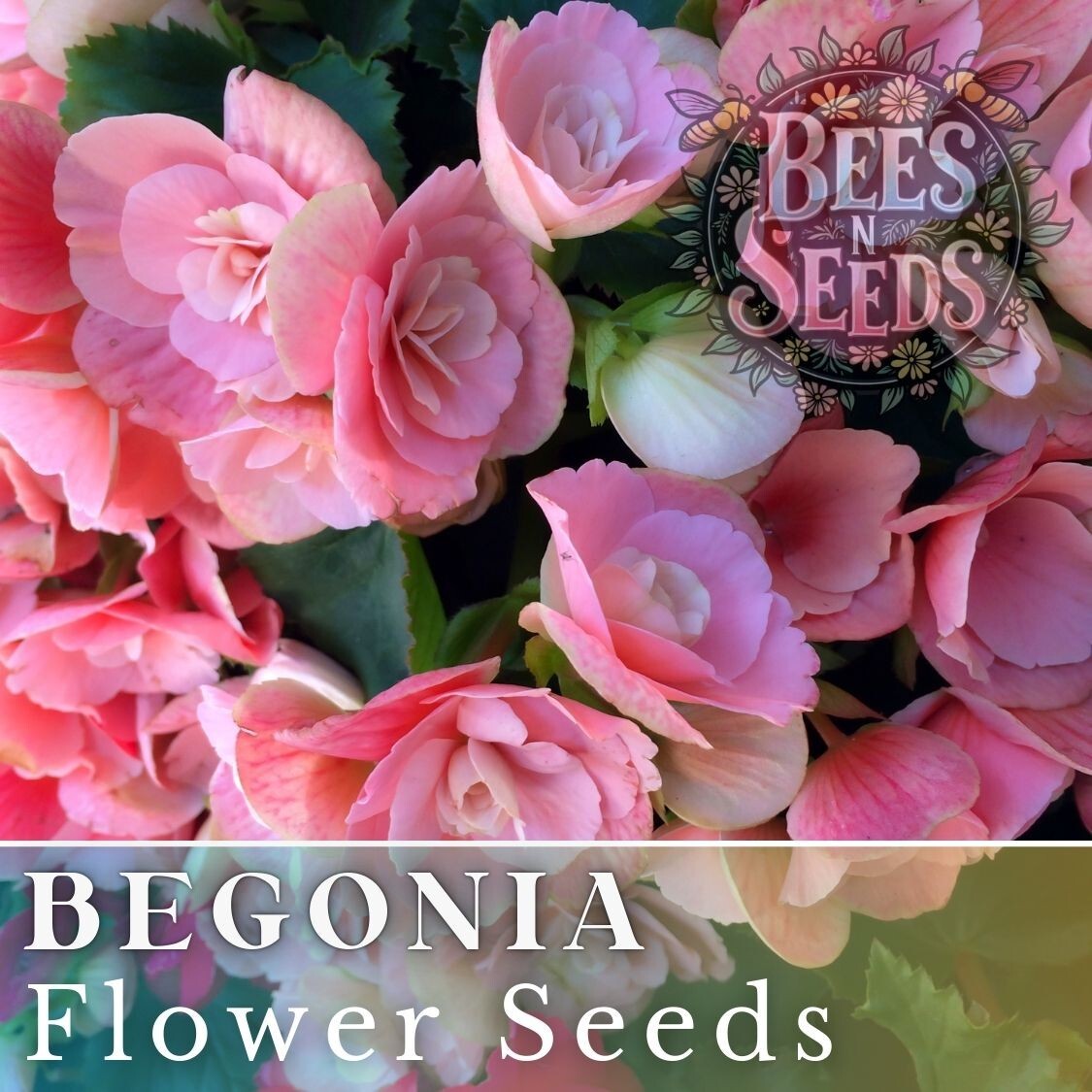Candy Floss Begonia Seeds 45 or 125 Seeds Flower, Flower Seeds, Non GMO