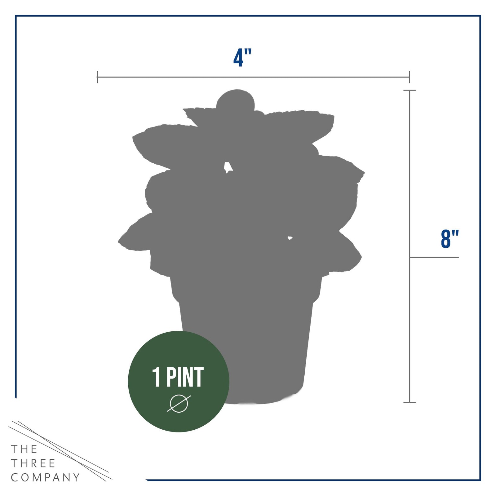 Assorted Dark Leaf Begonias 4 Pack, 8″ Tall Annual Plants in 1 Pt Pot