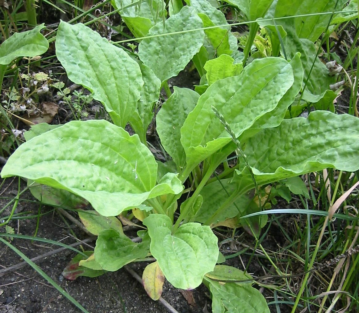 Broadleaf Plantain Seed (Plantago major) 500 to 100,000 seeds ~ White Man’s Foot