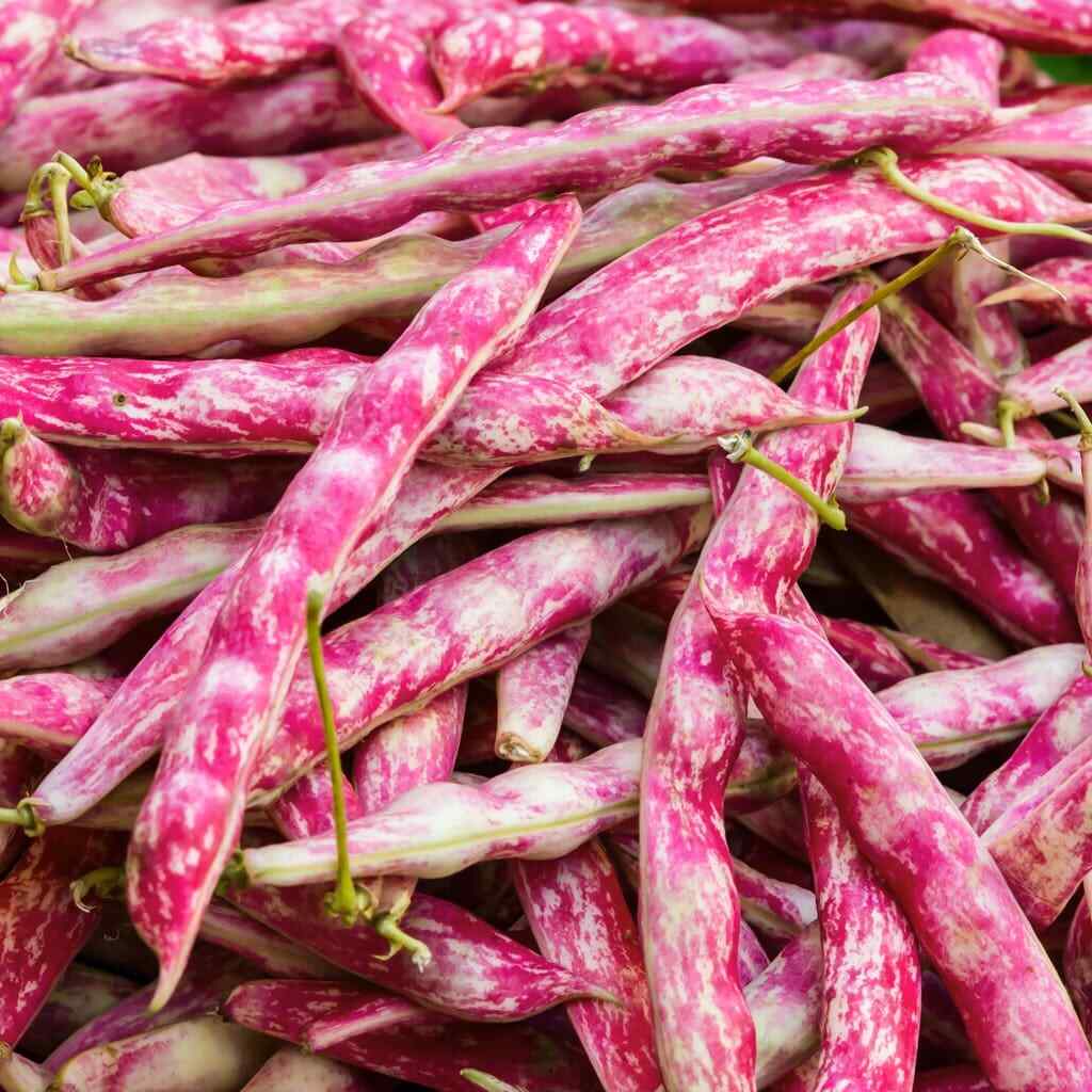 Pink Cranberry Bean Seeds |Dwarf Horticultural Taylor Italian Borlotti Seed 2024