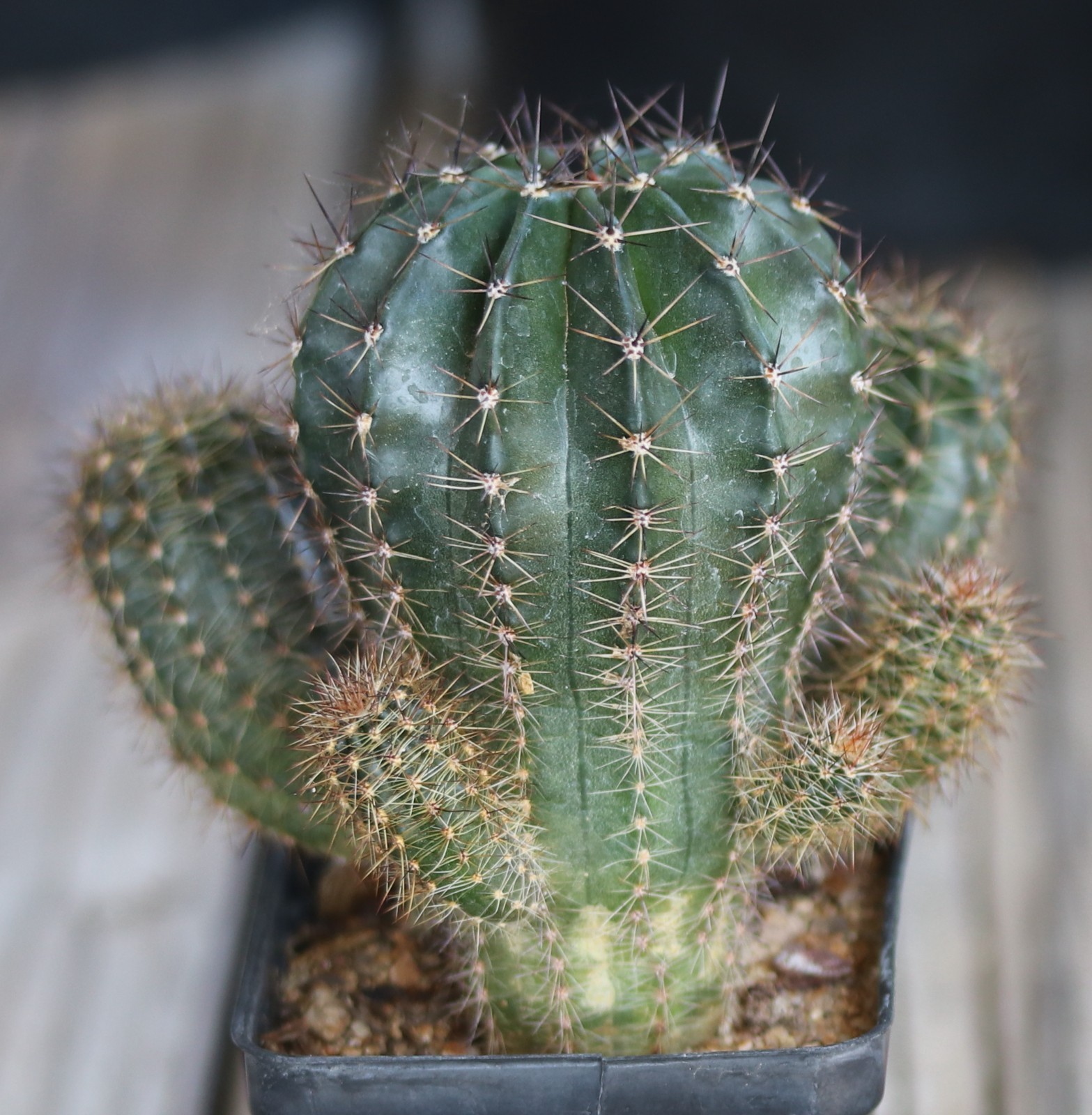 Echinopsis hybrid ‘Syncopation’