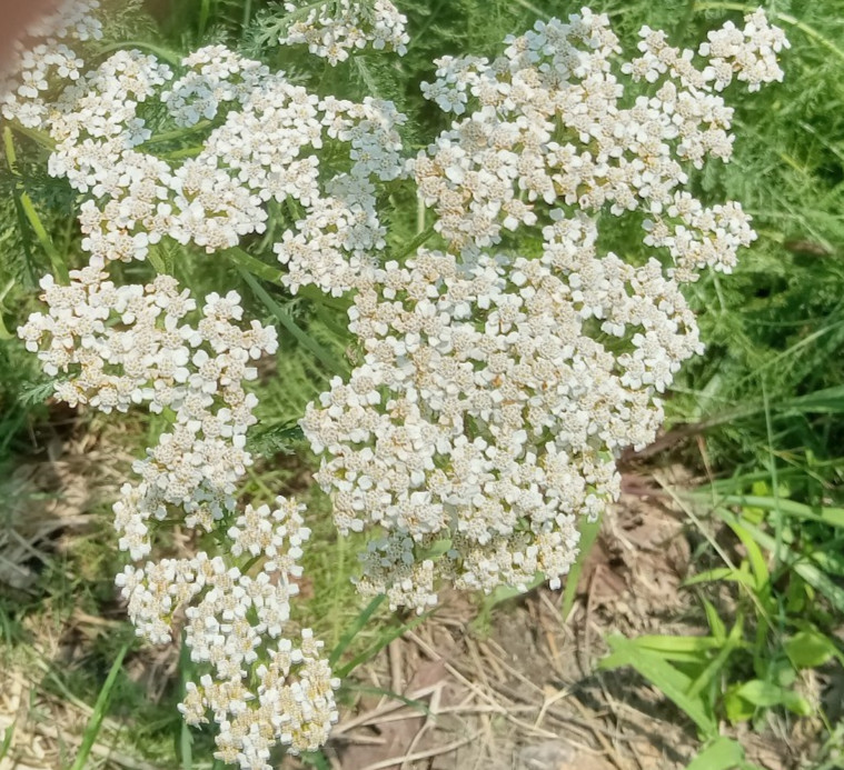 Yarrow Seeds 1000 White & Pink Achillea Millefolium Medicinal Mosquito Repellant