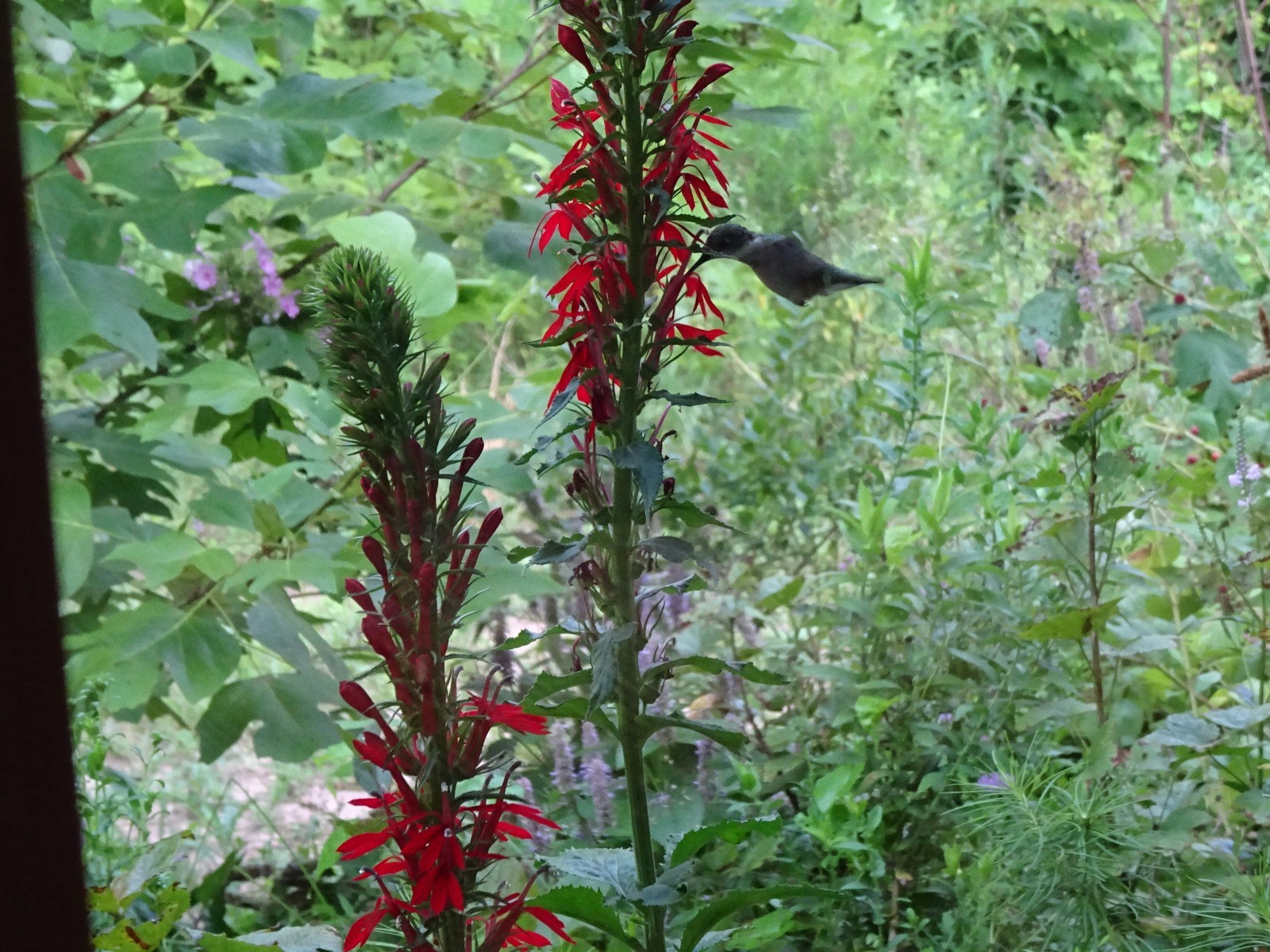 Cardinal Flower Lobelia Cardinalis Native for Hummingbirds 2000 seeds from 2023