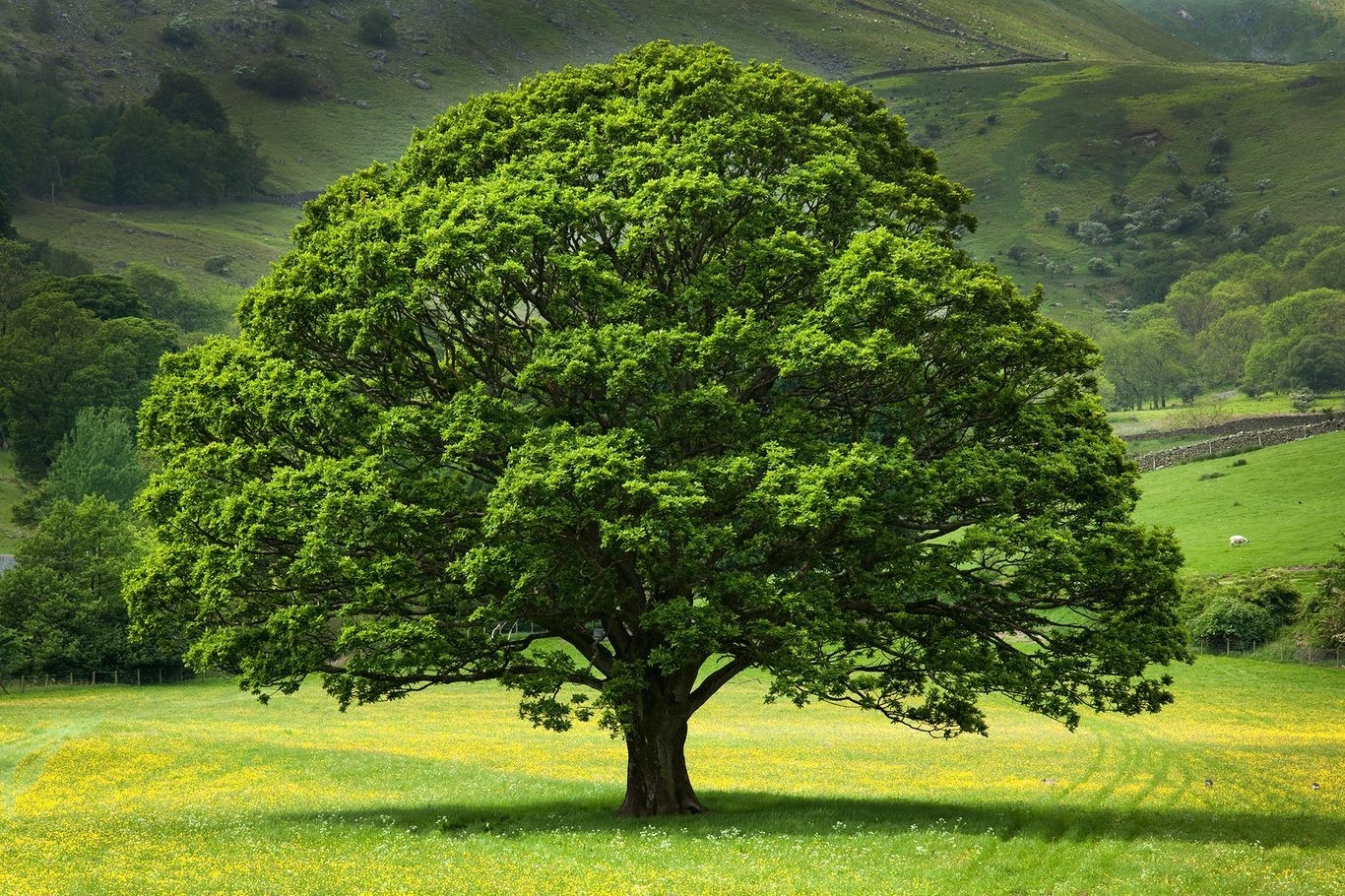 100 American Beech Tree Seeds (Fagus grandifolia) Hardy Zones 3-9 Fresh Nov. 25