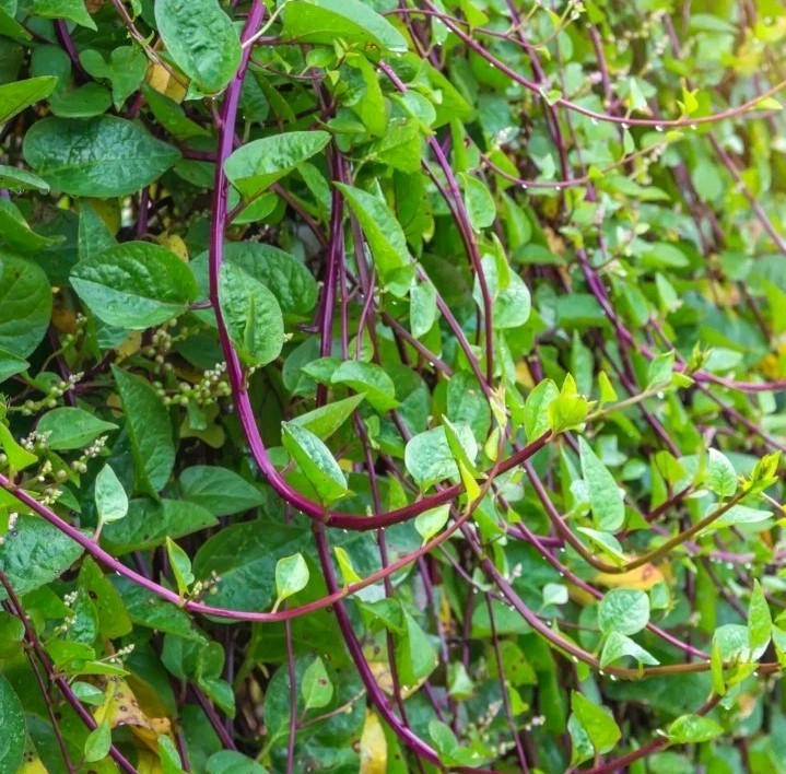 60 Malabar Red Stem Spinach Seeds, Red Vine Spinach, Ceylon, NON-GMO