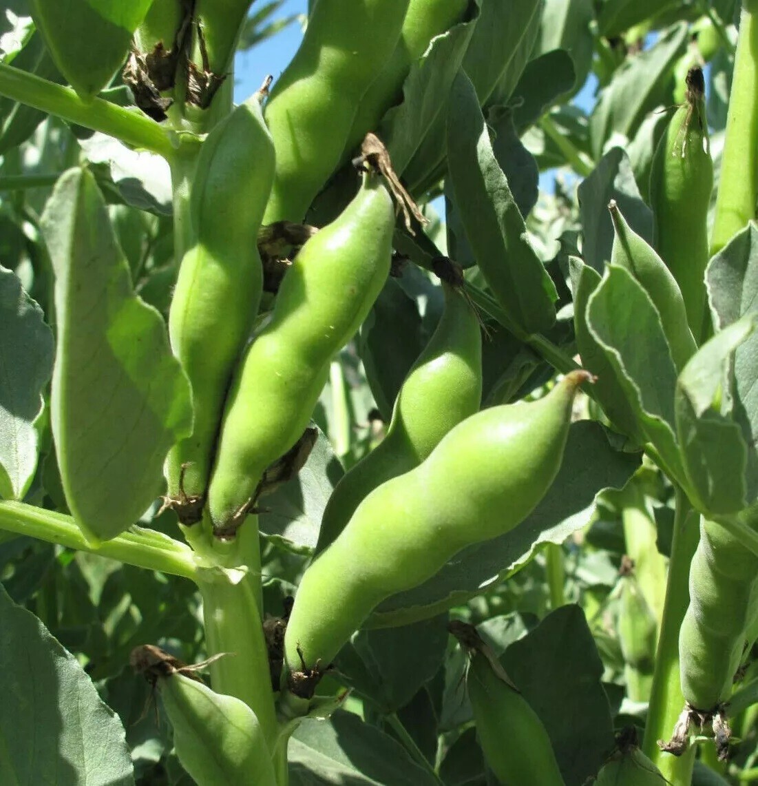 50+ Broad Windsor Fava Bean Seeds, NON-GMO, Mediterranean, Cover Crop