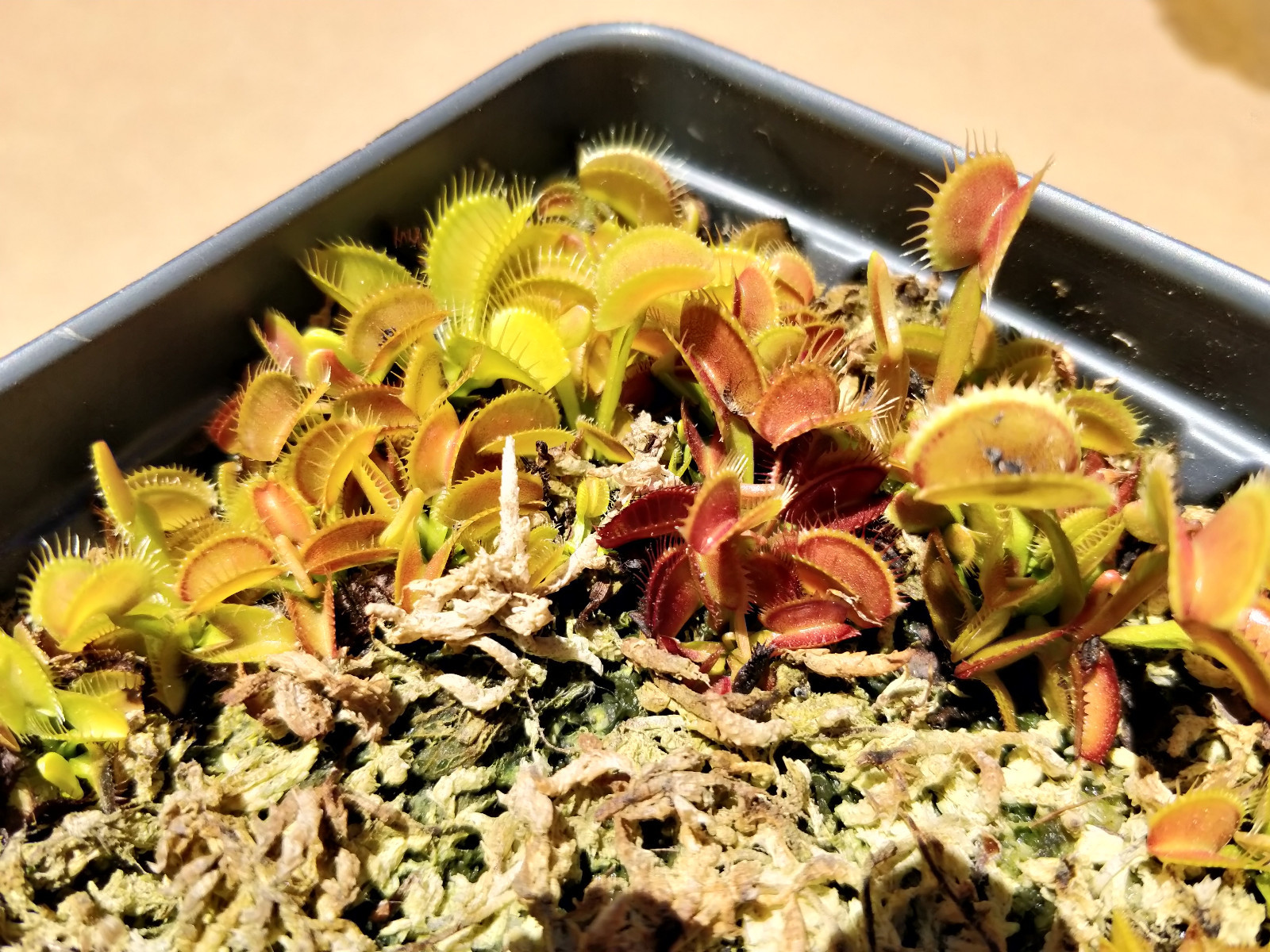 20 freshly harvested(2023 July)assorted named cultivar cross Venus Flytrap seeds