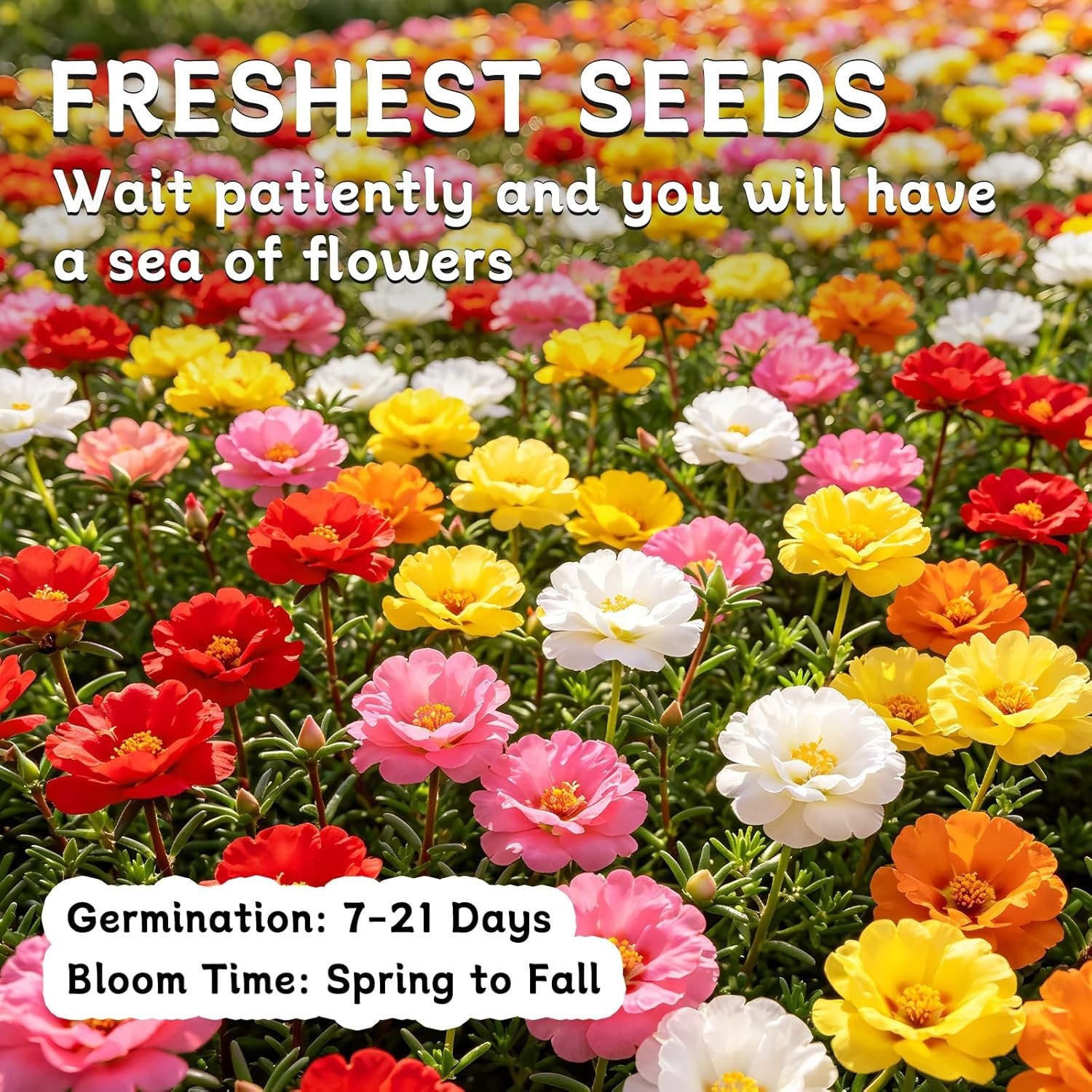 Colorful Moss Rose Flower Seeds – Attracts Pollinators