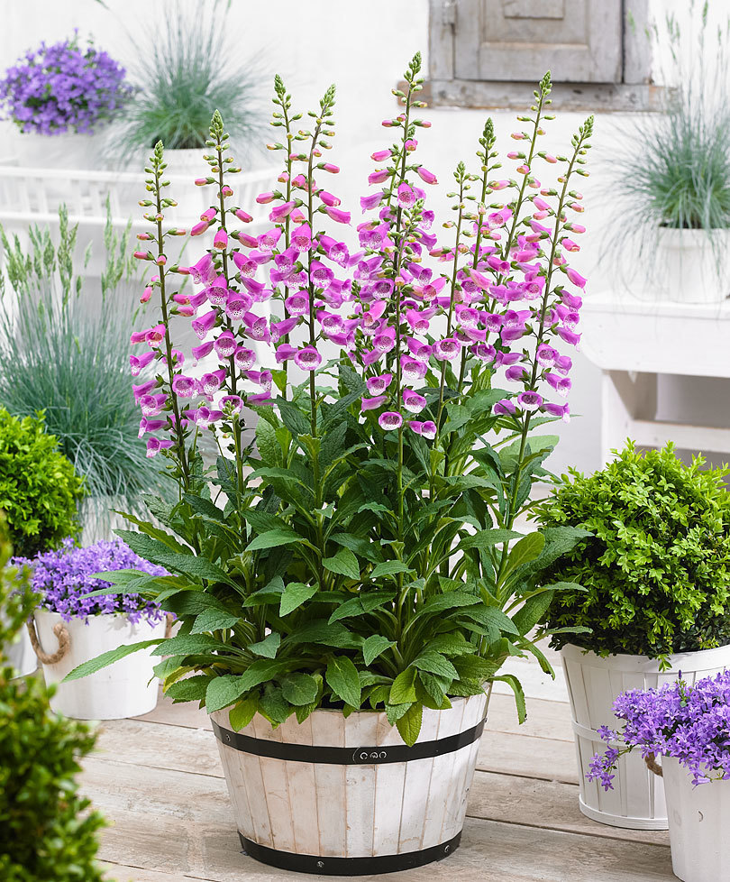 2501+FOXGLOVE MIX Seeds Wildflower Shade Garden Patio Container Cut Flowers Easy