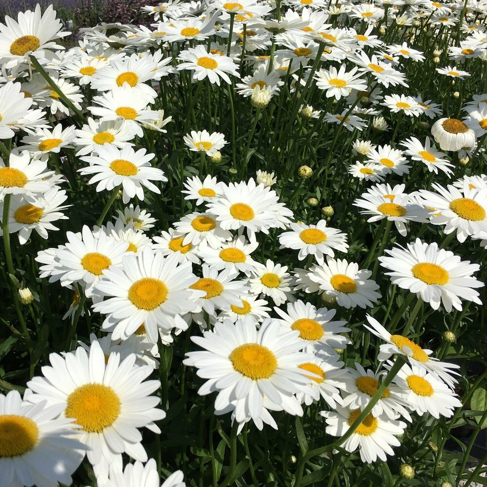 Shasta Daisy Seeds 200+ Flower USA SELLER FREE SHIPPING PERRENIAL WHITE FLOWER