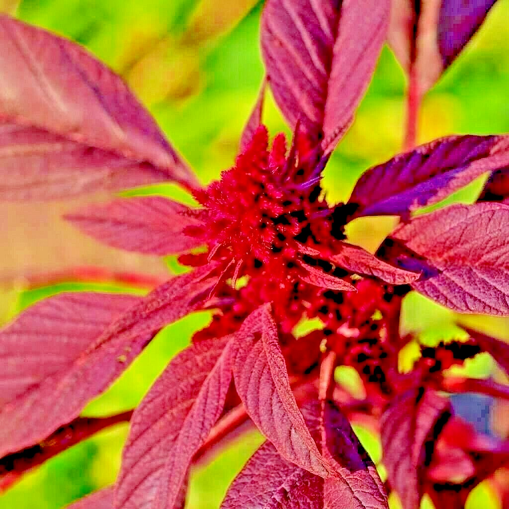 1000+ RED AMARANTH SEEDS VEGETABLE RARE GARDEN FLOWER NON-GMO HEIRLOOM HERB USA
