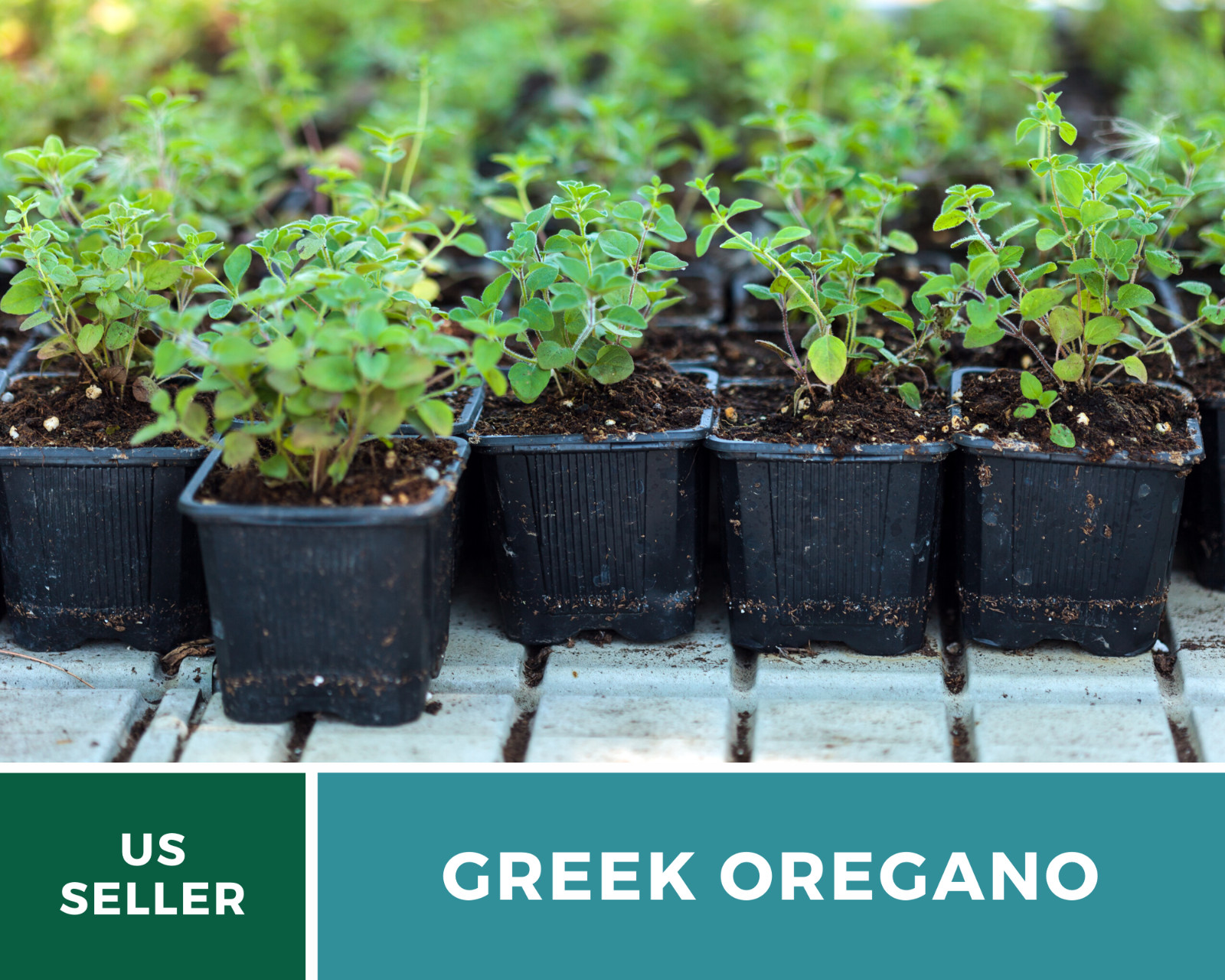 Oregano, Greek – 500 Seeds – Medicinal & Culinary Herb – Heirloom – Non GMO