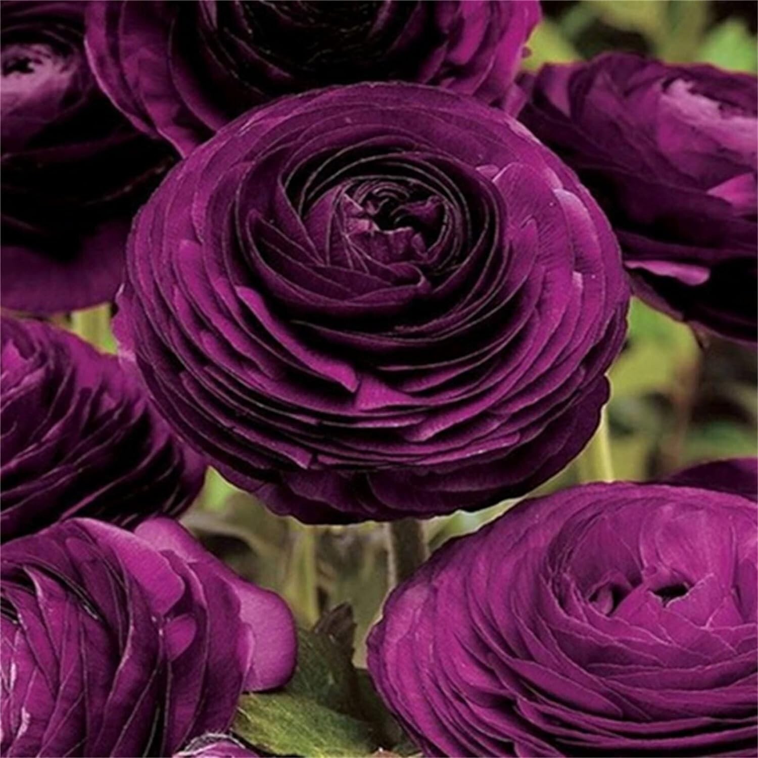Ranunculus 15 Corms Bulbs 7+ Purple White Mix Peony Rose Garden Wedding Flowers