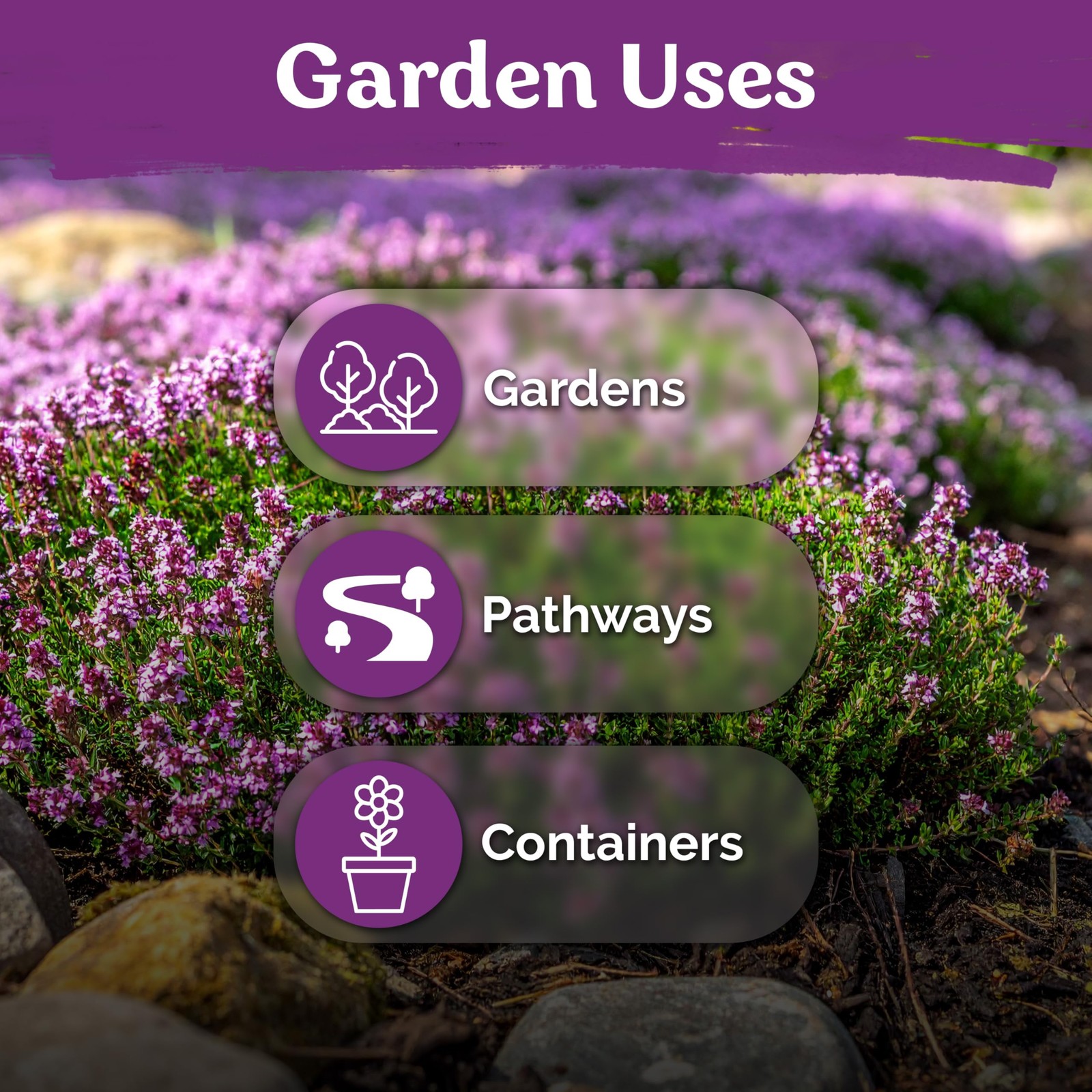 KVITER 40,000 Creeping Thyme Seeds (Thymus Serpyllum), 2 Pack