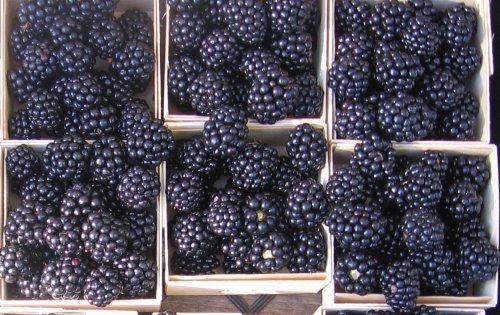 GIANT BLACKBERRY * BULK 1000 SEEDS* MEDICINAL*ANTIOXIDANT*HEALTHFUL*TRIPLE CROWN