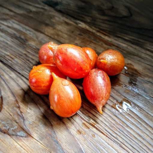 10 seeds Candy Sweet Icicle Tomato Large Cherry Rare Variety Indeterminate