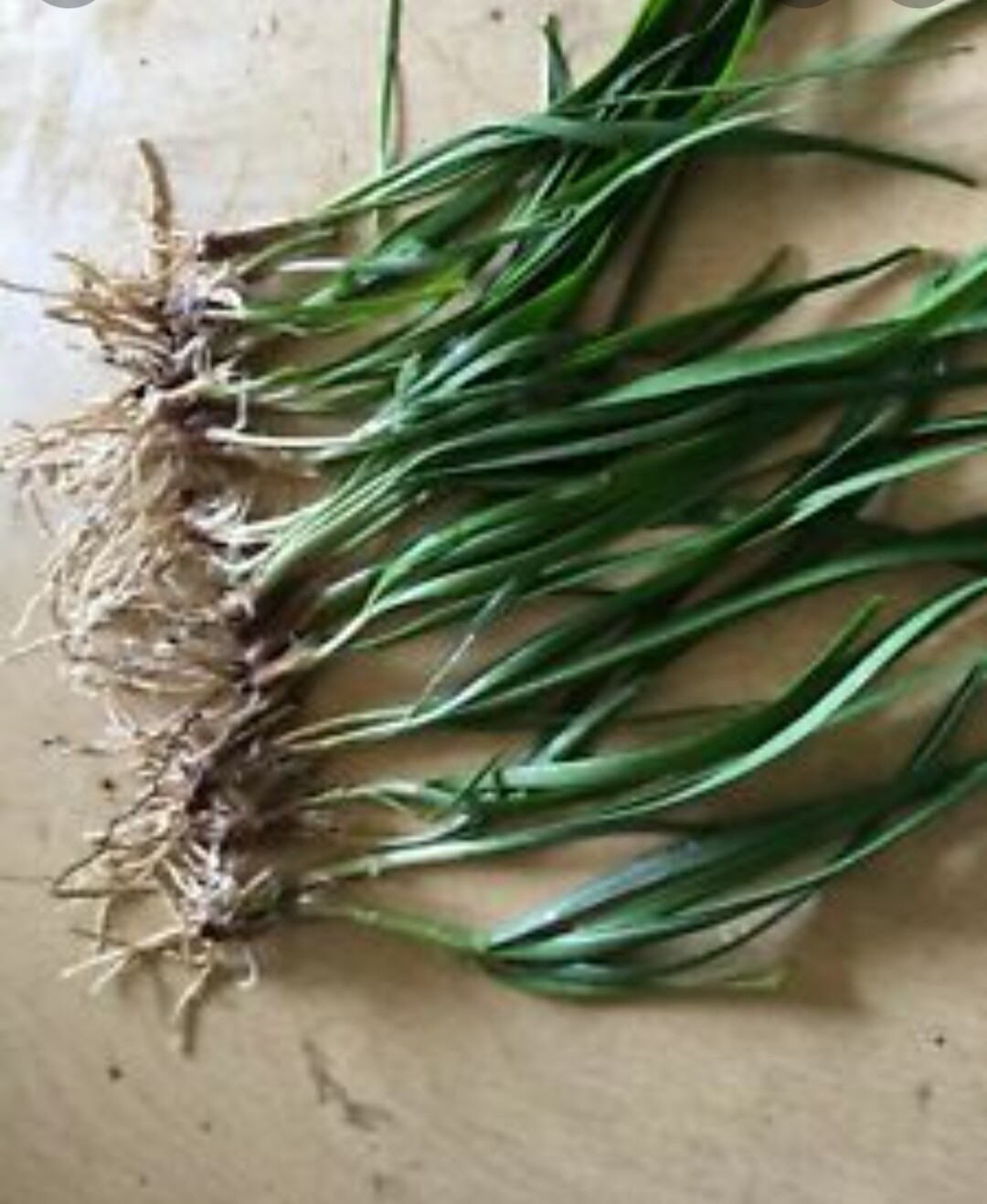 20+ GARLIC CHIVE  ROOTS (Chinese leeks roots),NOT seeds, organic, non-GMO