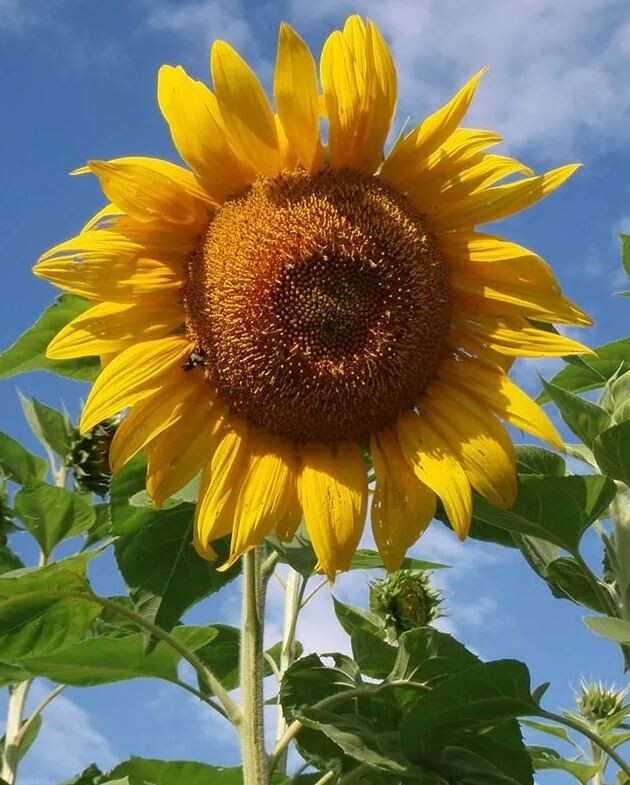 25+Seeds|Mammoth Grey Stripe Sunflowers Seeds #E025